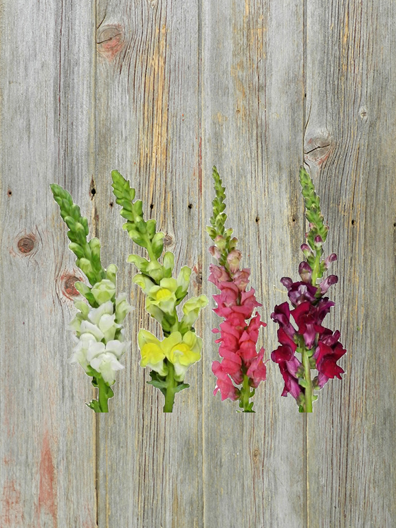 SNAPDRAGONS ASSORTED 30 STEMS EACH: PINK, PURPLE, WHITE AND YELLOW